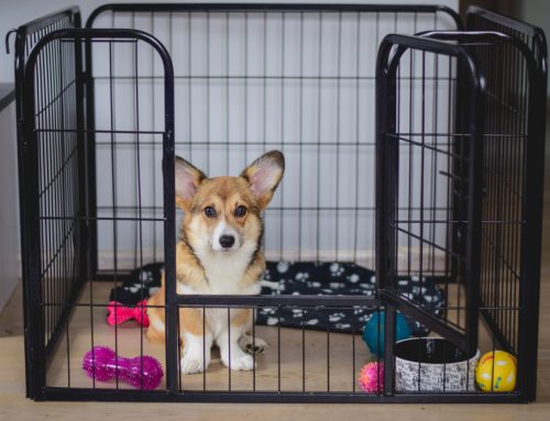 Do’s and Don’ts for Preventing Puppy Behavioral Problems