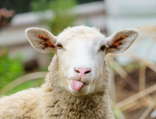 3 Common Kidding and Lambing Complications