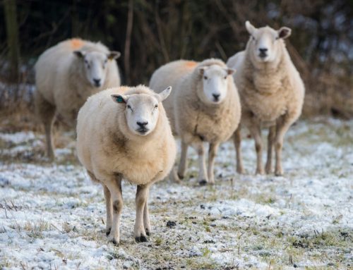 Winter Care for Small Ruminants and Camelids